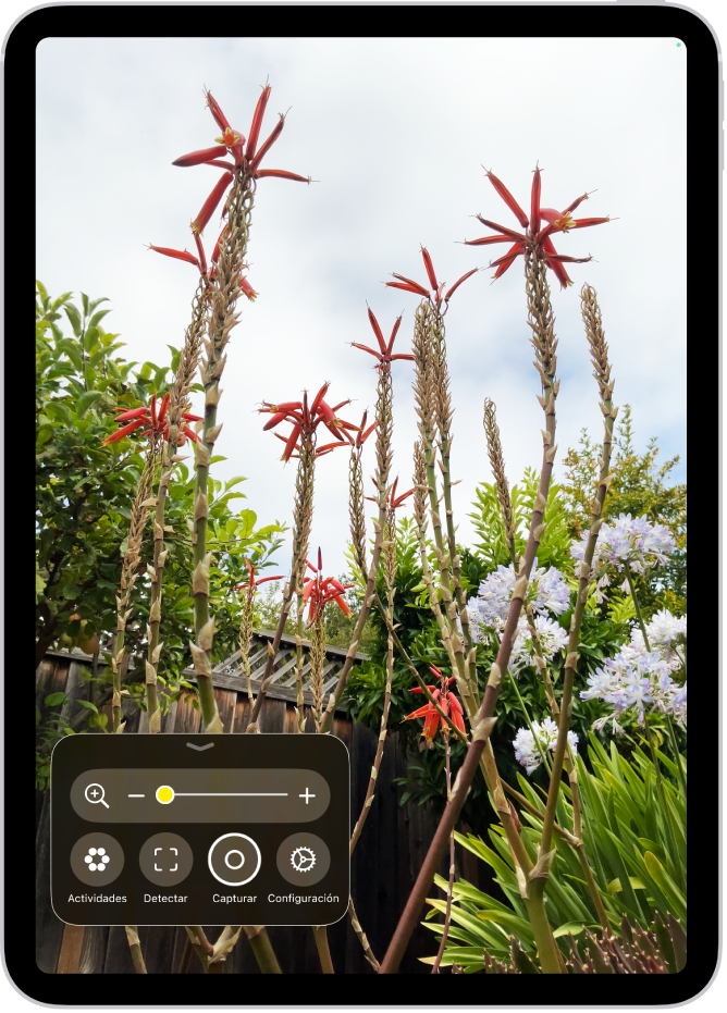 La app Lupa mostrando un acercamiento de unas flores.