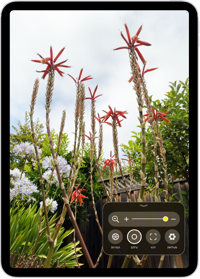 היישום ״זכוכית מגדלת״ מראה תקריב של פרחים.
