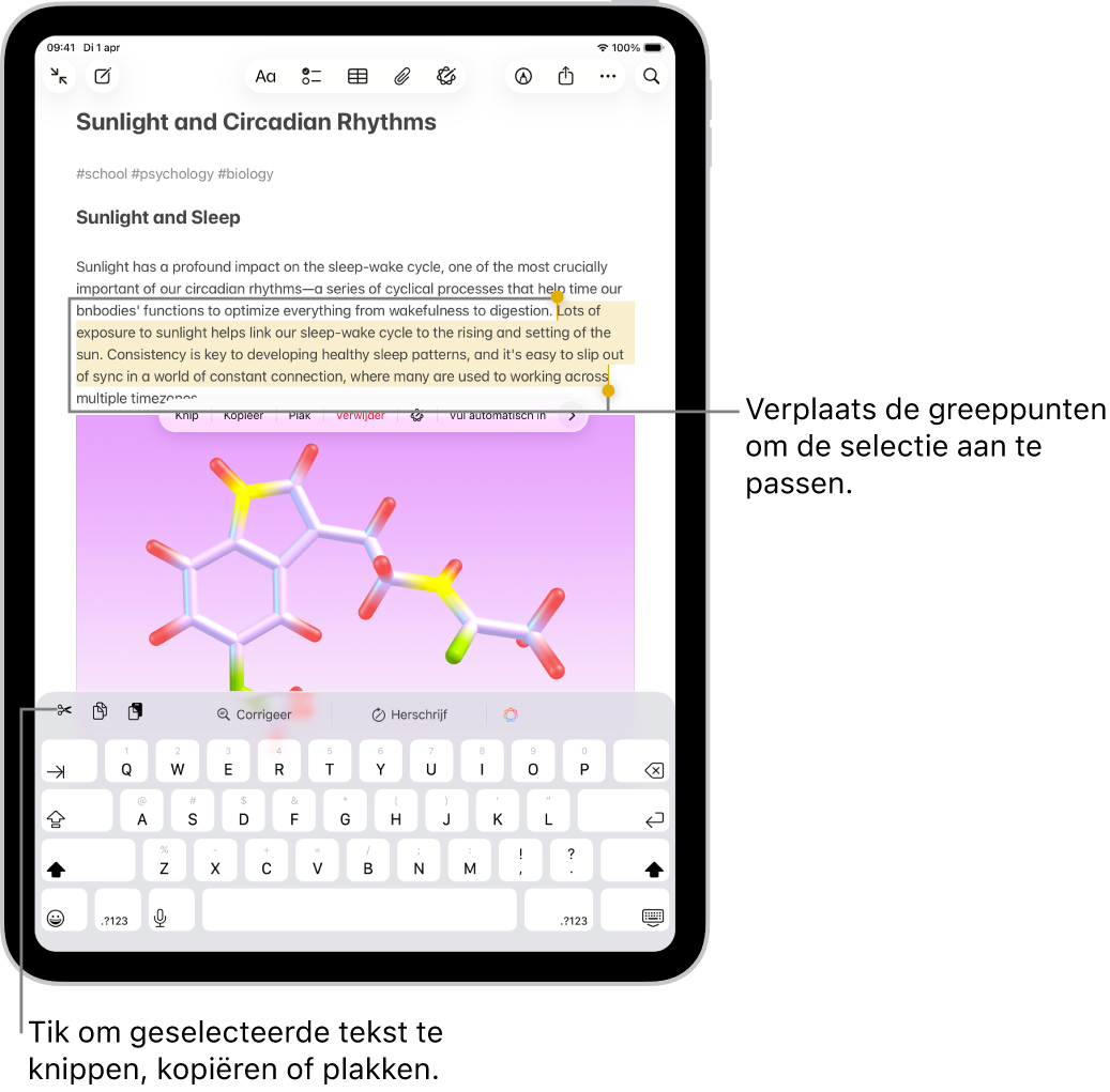 Tekst is geselecteerd in een notitie in de Notities-app. Boven de geselecteerde tekst staat een menu met de knoppen 'Knip', 'Kopieer' en 'Plak'. De geselecteerde tekst is gemarkeerd, met aan beide uiteinden greeppunten om de selectie aan te passen.