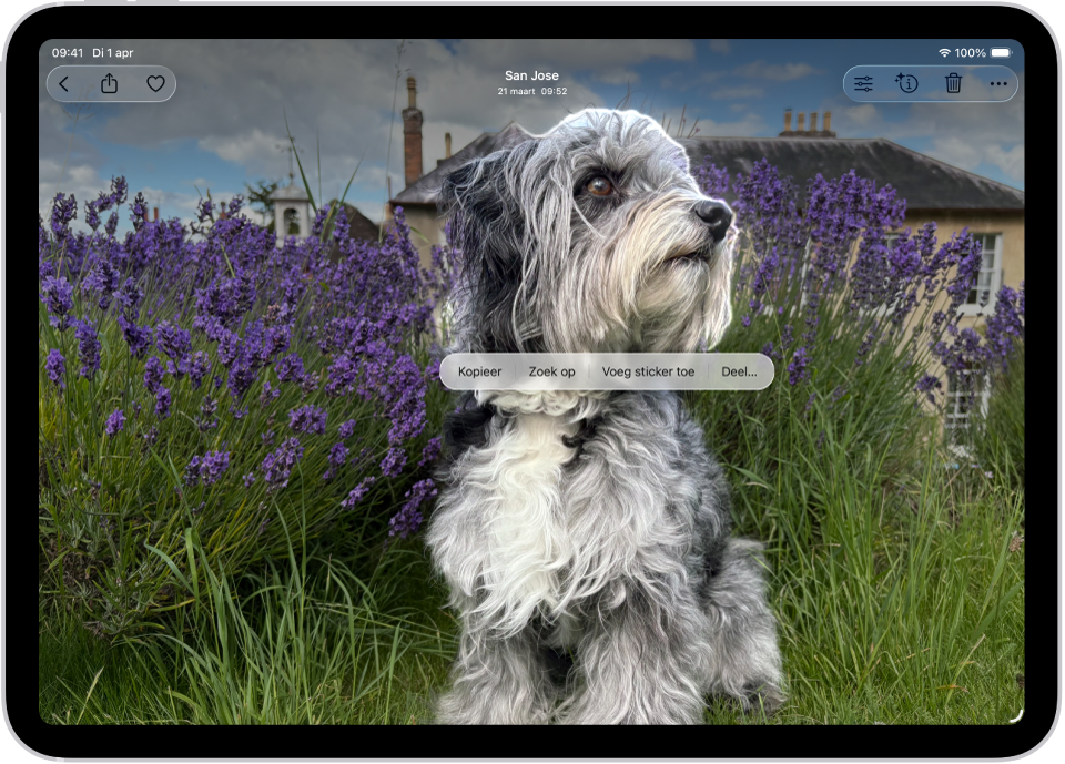 De Foto's-app is geopend met een foto van een hond. De hond is geselecteerd en de optie 'Voeg sticker toe' is beschikbaar in het menu erboven.