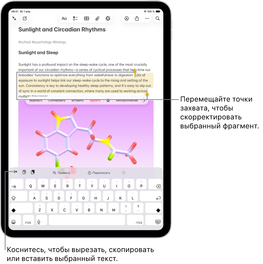 В приложении «Заметки» выбран текст в заметке. Над выбранным текстом отображается меню с кнопками, в том числе «Вырезать», «Скопировать» и «Вставить». Выбранный текст выделен, точки захвата с обеих сторон позволяют выбрать больше или меньше текста.