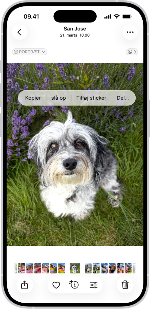Appen Fotos er åben med et foto af en hund. Hunden er valgt, og Tilføj sticker er tilgængelig på menuen ovenfor.