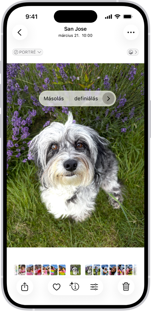A Fotók appban meg van nyitva egy kutya fotója. A felhasználó kijelöli a kutyát, és a felette lévő menüben elérhető a Matrica hozzáadása lehetőség.
