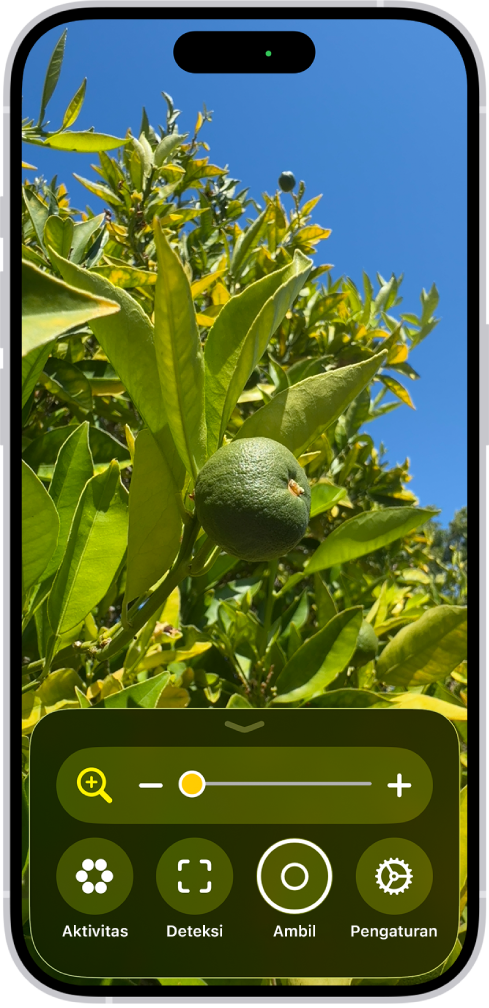 App Pembesar yang menampilkan gambar jeruk yang belum matang dari dekat.