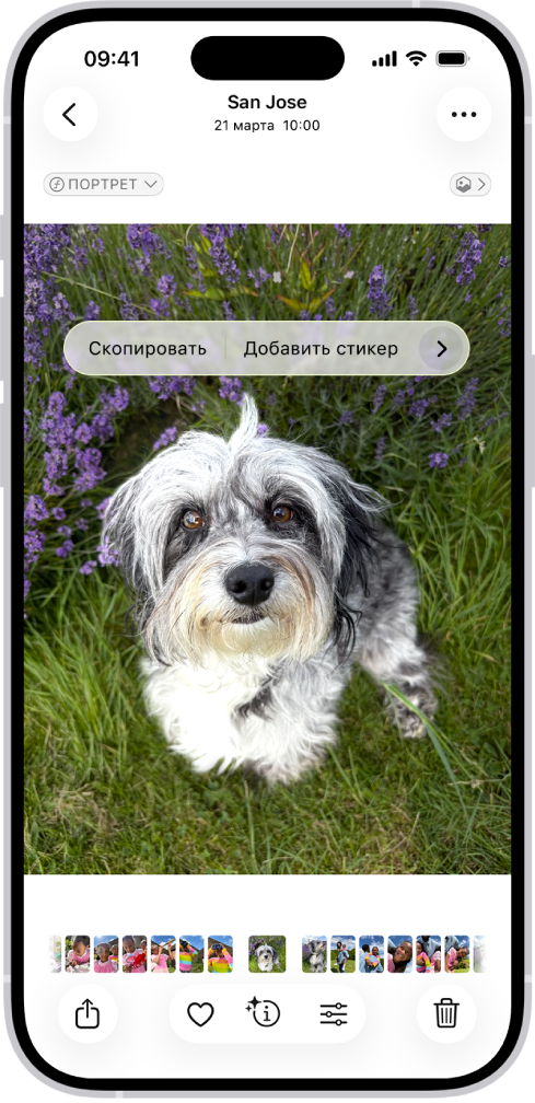 В приложении «Фото» открыта фотография собаки. Собака на фото выбрана, и в меню выше доступен параметр «Добавить стикер».