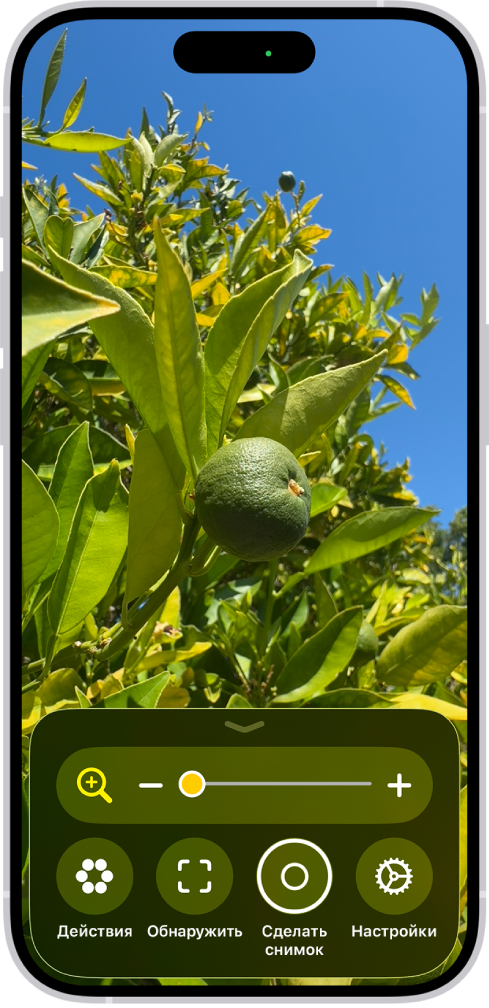 В приложении «Лупа» крупно показан неспелый апельсин.