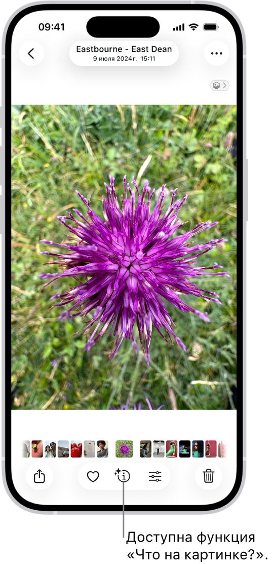 Фотография открыта в медиатеке приложения «Фото». Внизу экрана среди информационных кнопок есть значок, показывающий наличие данных функции «Что на картинке?».