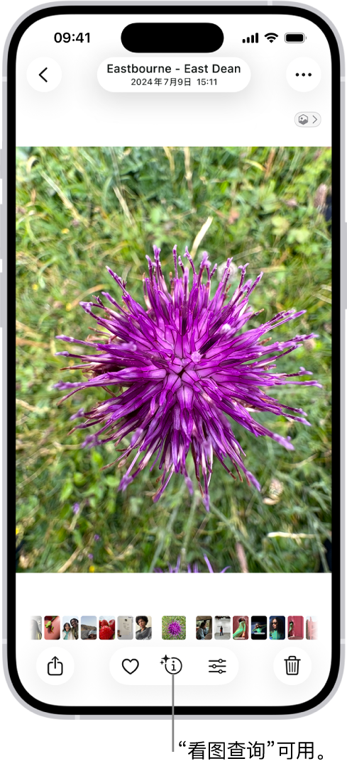 “照片” App 中打开了一张照片。屏幕底部的“信息”按钮显示一个图标,指示“看图查询”信息可用。