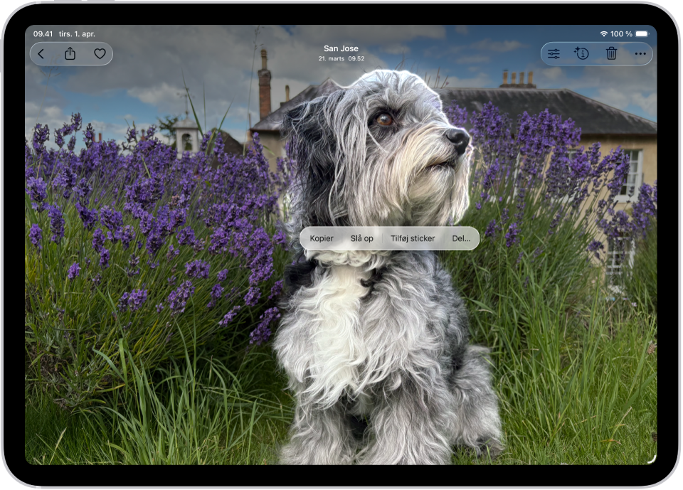 Et foto af en hund i appen Fotos. Hunden er valgt, og Tilføj sticker er tilgængelig på menuen ovenfor.