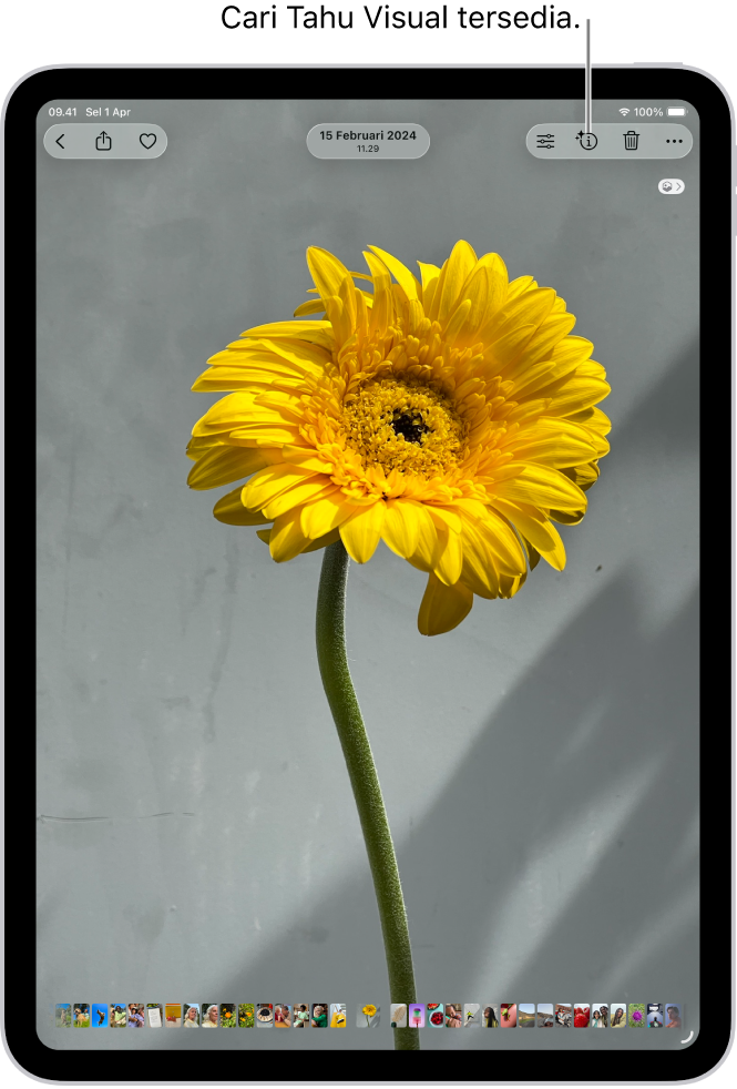Foto dibuka di perpustakaan app Foto. Di bagian atas layar, tombol Info menampilkan ikon yang menunjukkan bahwa informasi Cari Tahu Visual tersedia. Tombol dipilih dan hasil Cari Tahu Visual muncul di layar.