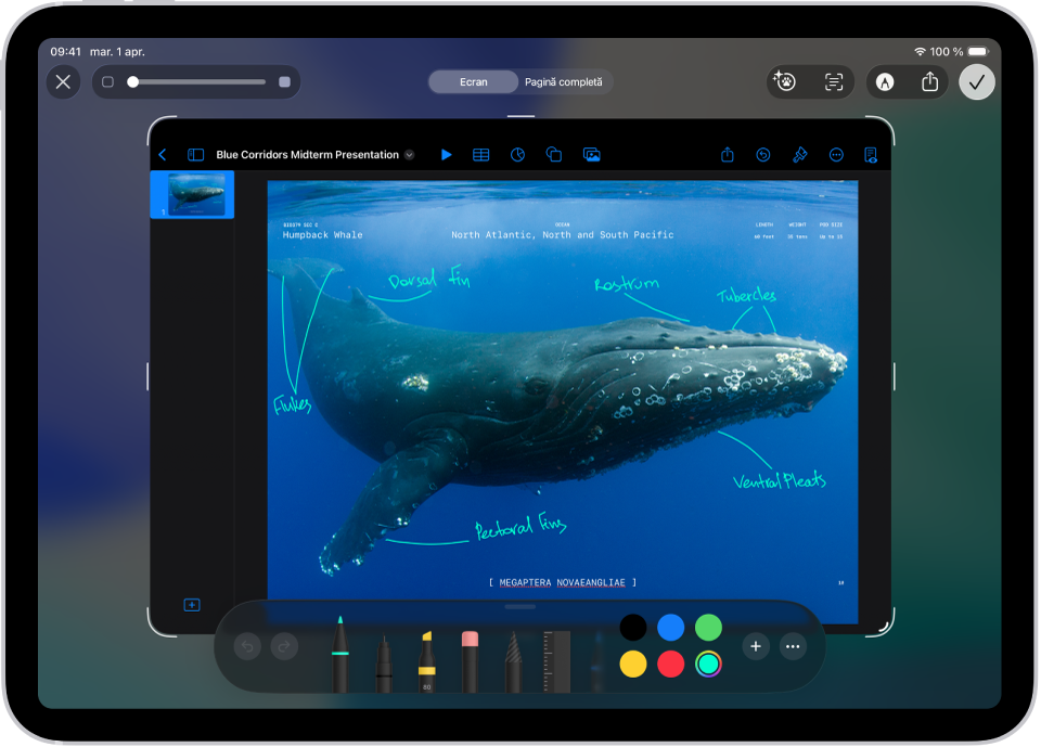 O captură de ecran a unui document Keynote cu comentarii adnotate scrise cu instrumentul marker albastru.