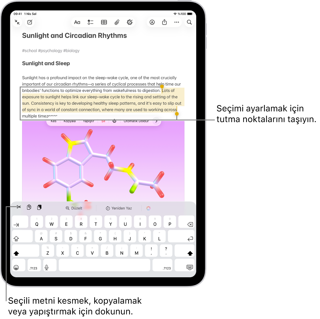 Notlar uygulamasındaki bir notta metin seçilmiş. Seçili metnin üstünde Kes, Kopyala ve Yapıştır gibi düğmelerden oluşan bir menü var. Seçili metin vurgulanıyor; seçimi ayarlamak için her iki uçta tutma noktaları var.