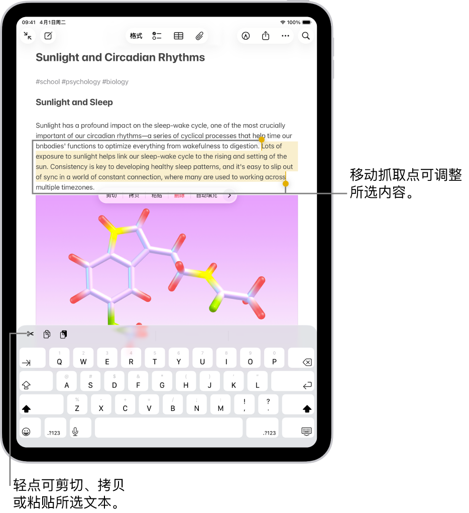 “备忘录” App 的备忘录中选中了文本。所选文本上方是按钮菜单，包括剪切、拷贝和粘贴。所选文本高亮标记，并带有用于从任一端调整所选内容的抓取点。