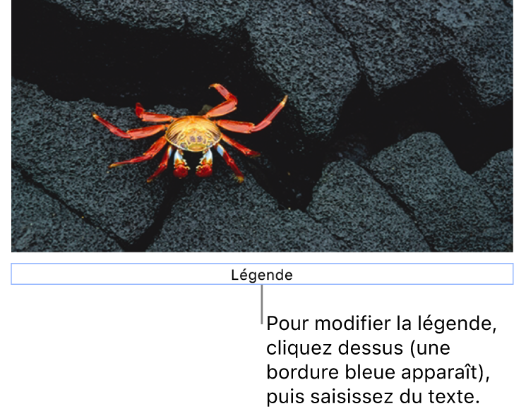 Le paramètre fictif de légende, « Légende », s’affiche sous une photo; un contour bleu autour du champ de légende indique qu’il est sélectionné.