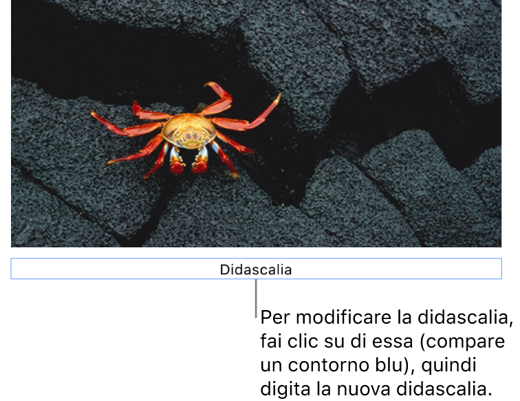 La didascalia segnaposto “Didascalia” viene visualizzata sotto una foto e un contorno blu attorno al campo della didascalia indica che è stata selezionata.