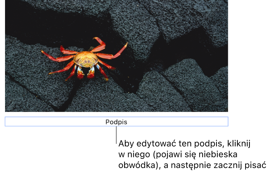 Podpis zastępczy o treści „Podpis” widoczny poniżej zdjęcia. Niebieska ramka wokół pola podpisu wskazuje, że jest on zaznaczony.