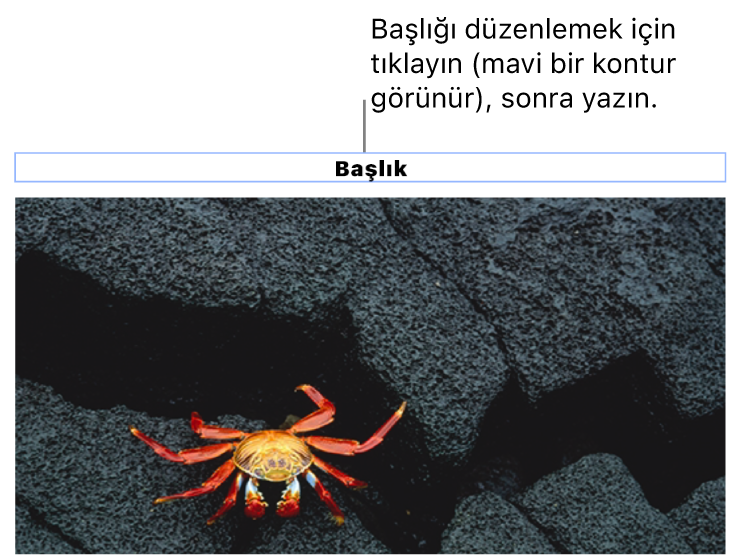 Yer tutucu başlık (“Başlık”) bir fotoğrafın altında görünür, başlık alanının çevresindeki mavi kontur resim yazısının seçildiğini gösterir.