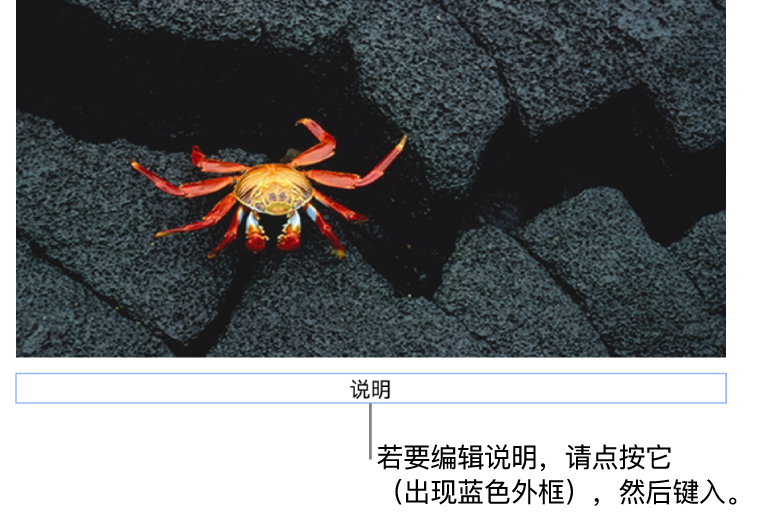 占位符说明“说明”显示在照片下方;说明栏周围的蓝色外框表示它已被选中。