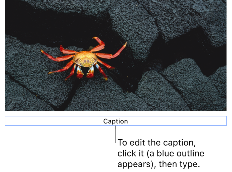 The placeholder caption, “Caption”, appears below a photo; a blue outline around the caption field shows it’s selected.
