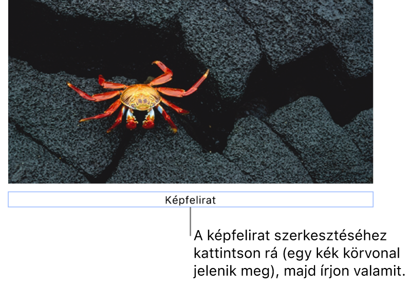 A helyőrző képfelirat „Képfelirat” egy fotó alatt látható, míg a képfelirat mező körül látható kék körvonal azt jelzi, hogy a mező ki van jelölve.