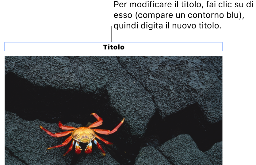 Il titolo segnaposto “Titolo” viene visualizzata sotto una foto e un contorno blu attorno al campo del titolo indica che è stato selezionato.
