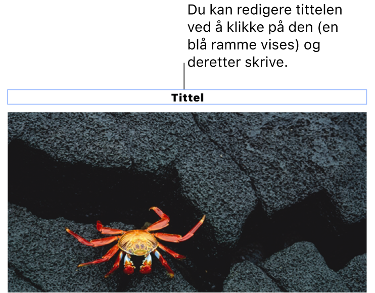 Plassholdertittelen «Tittel» vises under et bilde. Et blått omriss rundt tittelfeltet viser at det er markert.