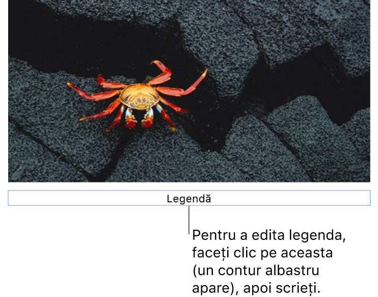 Legenda substituentă, „Legendă”, apare sub o poză; un contur albastru în jurul câmpului legendei arată că aceasta este selectată.