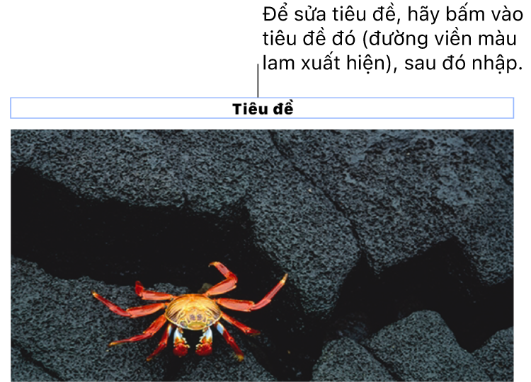 Chú thích giữ chỗ, “Tiêu đề”, xuất hiện bên dưới ảnh; đường viền màu lam xuất hiện xung quanh trường tiêu đề để cho biết tiêu đề đó đã được chọn.