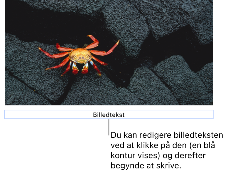 Eksempelbilledteksten “Billedtekst” vises under et foto, og en blå kontur rundt om feltet med billedtekst viser, at det er valgt.