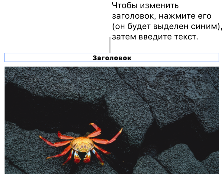 Под фотографией отображается заполнитель «Заголовок»; синяя рамка вокруг поля заголовка показывает, что оно выбрано.