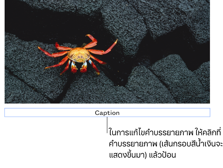 คำบรรยายภาพในช่องว่าง “คำบรรยายภาพ” แสดงขึ้นมาด้านล่างรูปภาพ โดยเส้นกรอบสีน้ำเงินรอบช่องคำบรรยายภาพแสดงว่าถูกเลือก