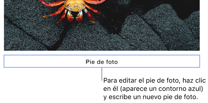 El pie de foto de marcador de posición, “Pie de foto”, aparece debajo de una foto y un contorno azul alrededor del campo de pie de foto muestra que está seleccionado.