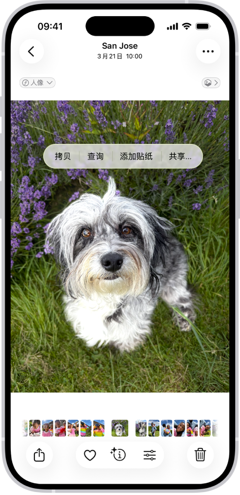 “照片” App 打开至一只狗的照片。狗被选中,然后“添加贴纸”选项在上方菜单中可用。