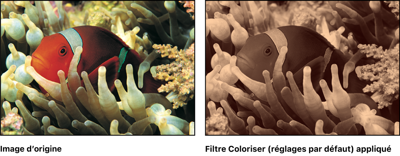 Canevas affichant l’effet du filtre Coloriser