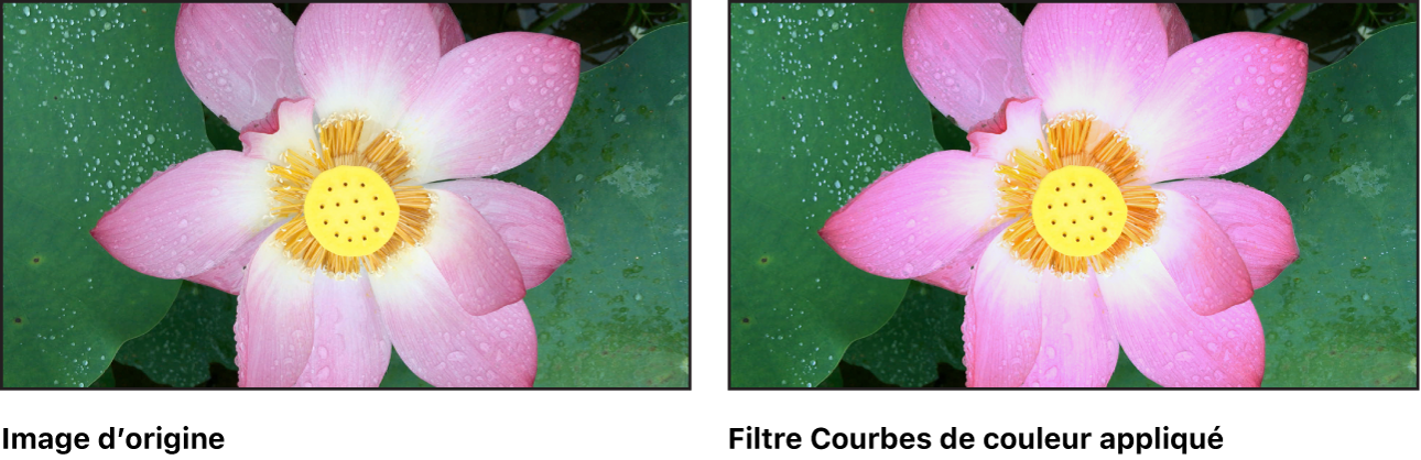 Canevas affichant l’effet du filtre Courbes de couleur