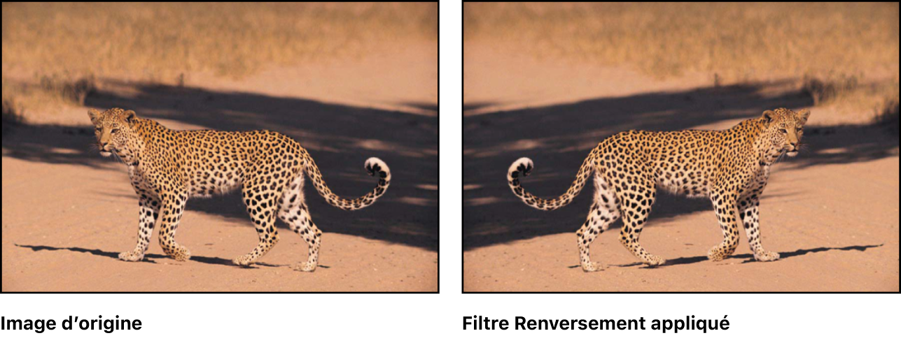 Canevas affichant l’effet du filtre Retournement