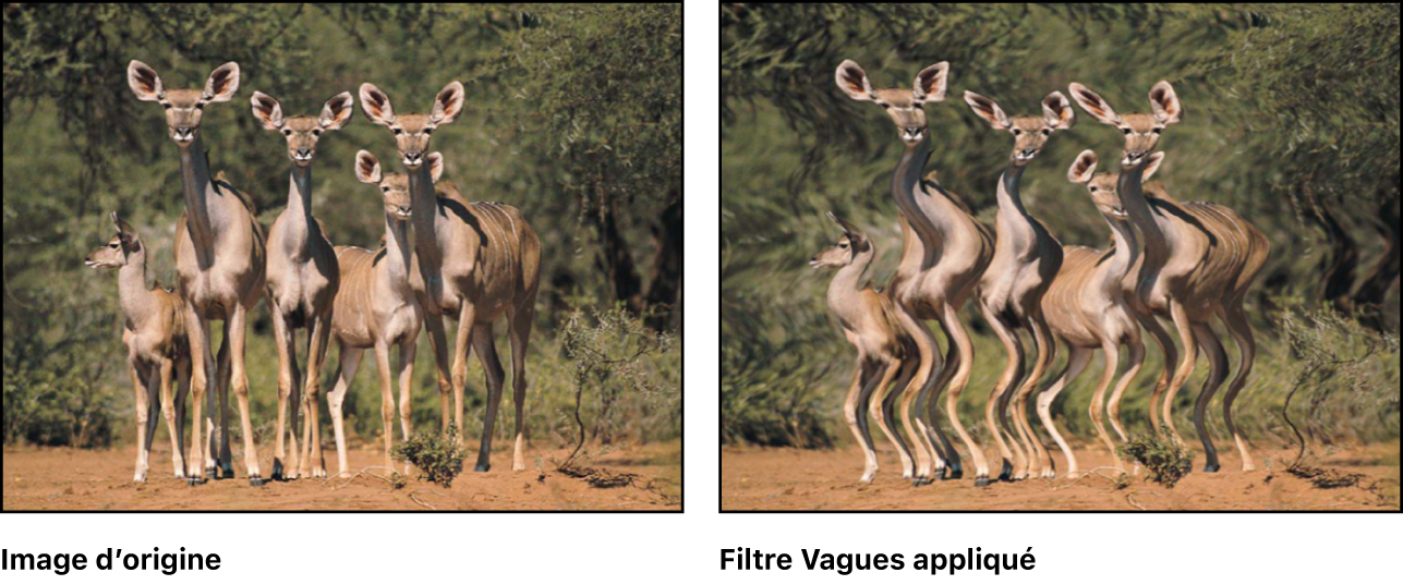 Canevas affichant l’effet du filtre Vagues