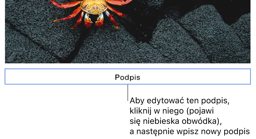 Nad zdjęciem jest wyświetlany podpis zastępczy „Podpis”; niebieski kontur wokół pola podpisu wskazuje, że pole jest zaznaczone.