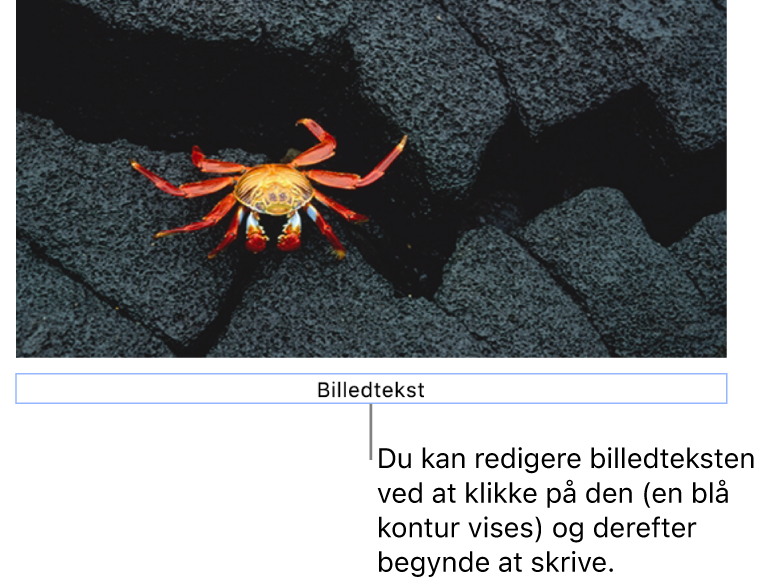 Eksempelbilledteksten “Billedtekst” vises under et foto, og en blå kontur rundt om feltet med billedtekst viser, at det er valgt.