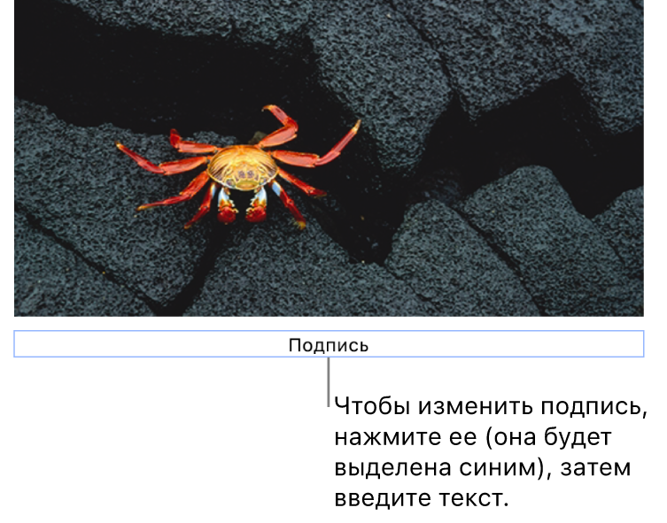 Под фотографией отображается заполнитель «Подпись»; синяя рамка вокруг поля подписи показывает, что оно выбрано.