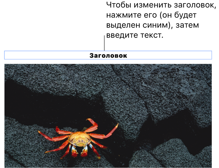 Под фотографией отображается заполнитель «Заголовок»; синяя рамка вокруг поля заголовка показывает, что оно выбрано.