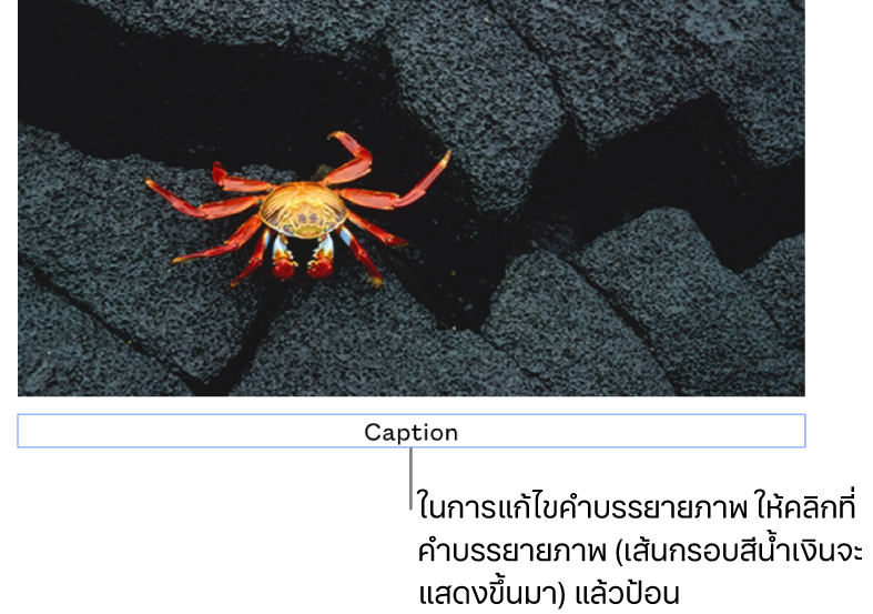คำบรรยายภาพในช่องว่าง “คำบรรยายภาพ” แสดงขึ้นมาด้านล่างรูปภาพ โดยเส้นกรอบสีน้ำเงินรอบช่องคำบรรยายภาพแสดงว่าถูกเลือก