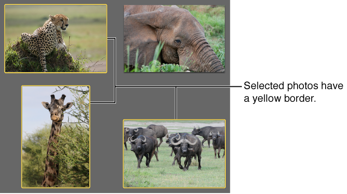 Image of a selected photo