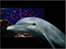 Figure. Canvas window showing overlapping objects with Preserve Opacity turned off.