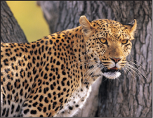 Figure. Canvas window showing isloated object.