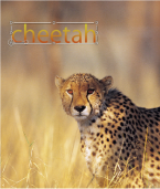 Figure. Canvas window showing text with gradient applied.