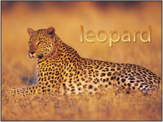 Figure. Canvas window showing text with gradient applied.