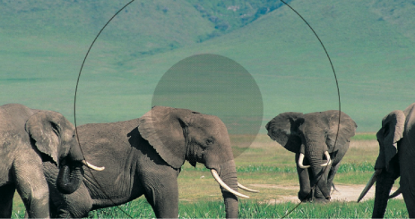 Figure. Canvas showing elephant image and effect of Halftone filter on the Texture Ring.