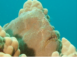 Figure. Canvas window showing an image of a Frog fish sitting on coral.