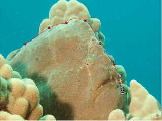 Figure. Canvas window showing mask being drawn around fish.